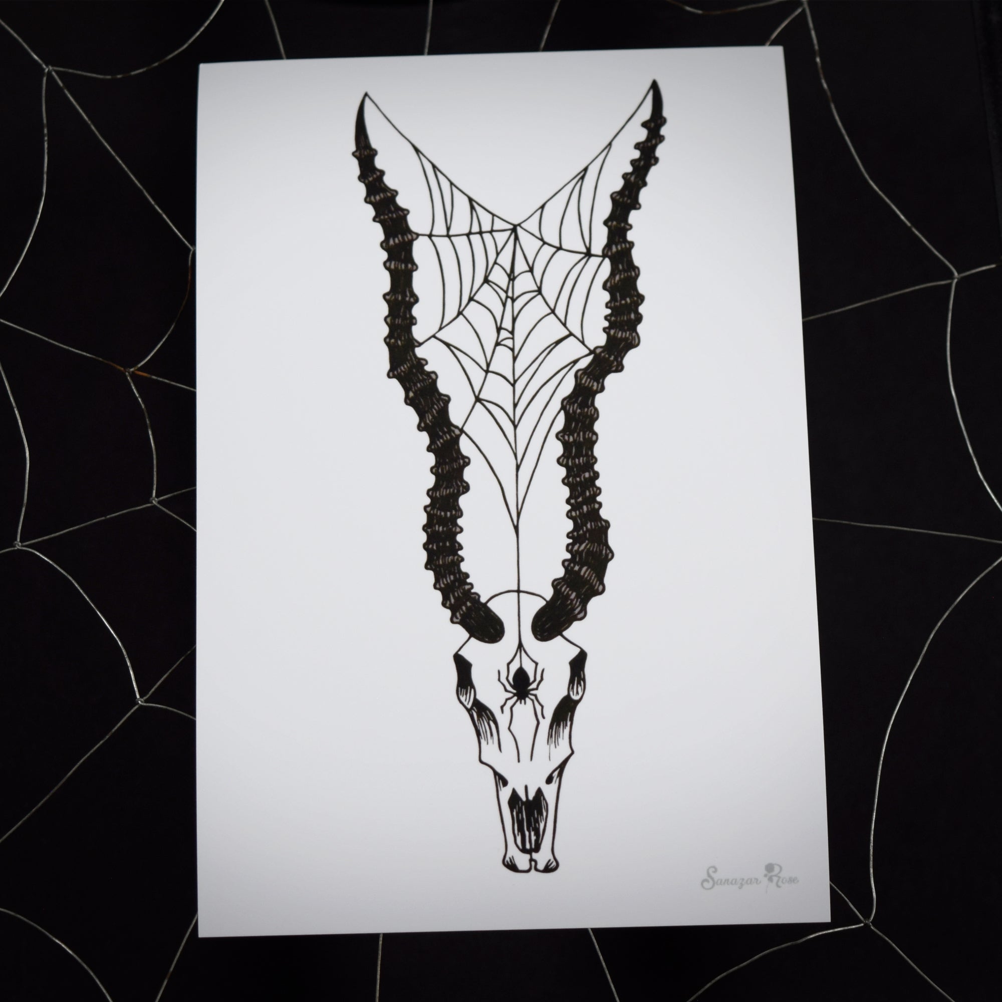 Impala Skull ~ 6x4 Giclee Print