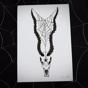 Impala Skull ~ 6x4 Giclee Print